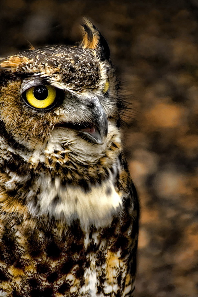 глазастый филин