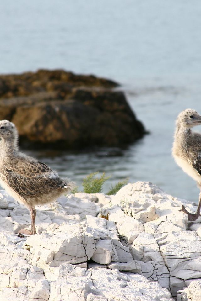 птенцы Чайки