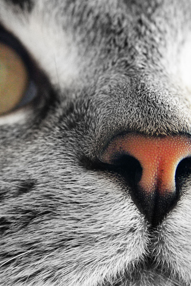 Мордашка кошки