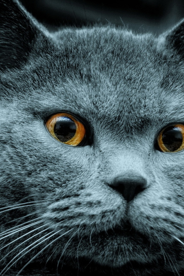 Красавец кот