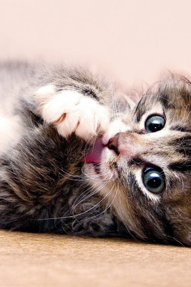 Красивый котенок