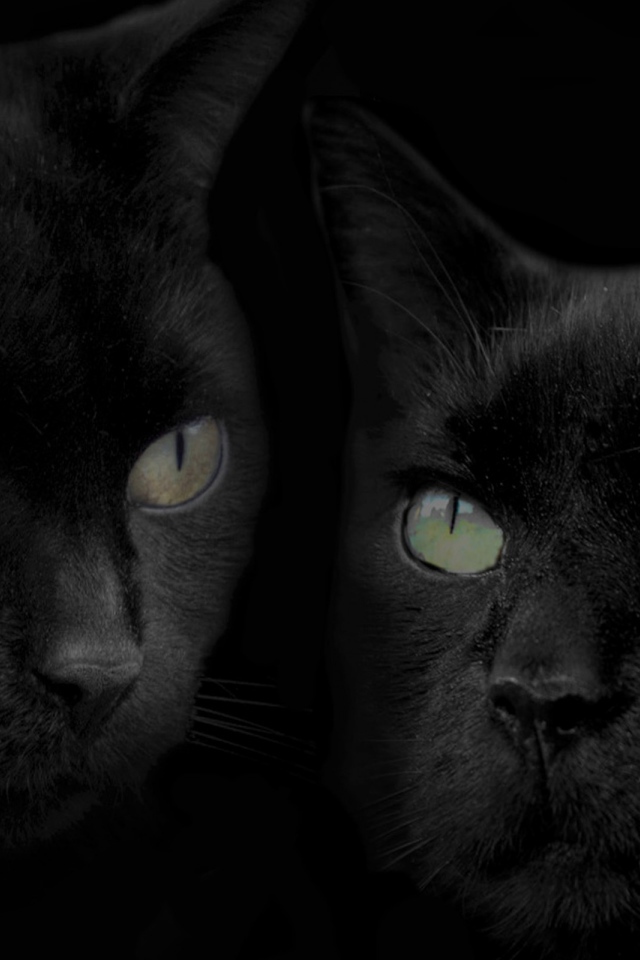 Черные кошка и кот