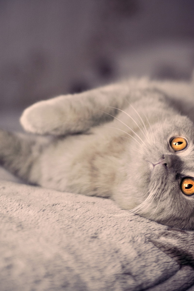 Британский вислоухий кот