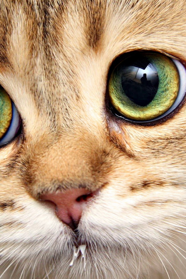 Кошачья морда