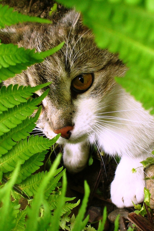 Кошка среди листьев