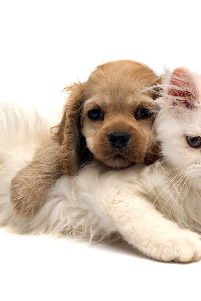 Кошка и щенок