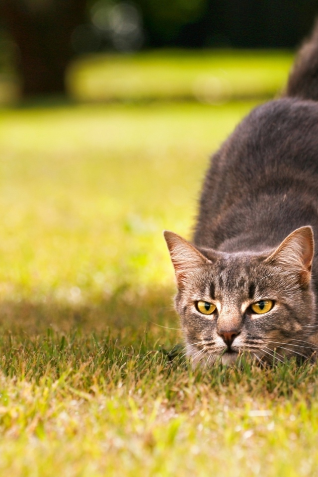 Кот на охоте