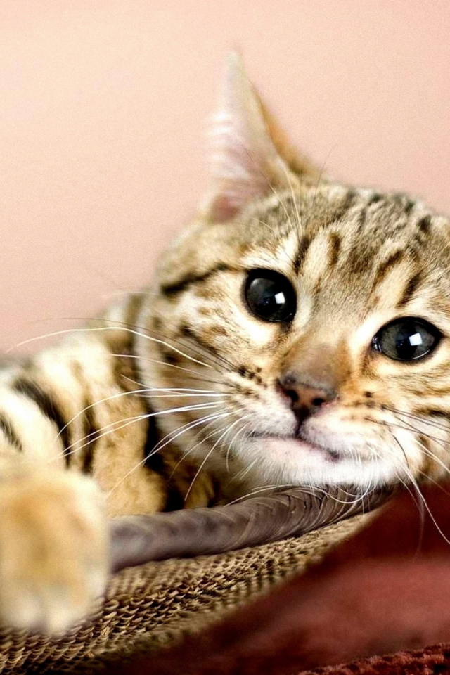 Кошка в корзине