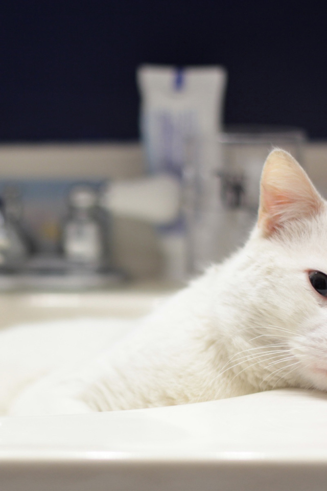 Кот в ванной