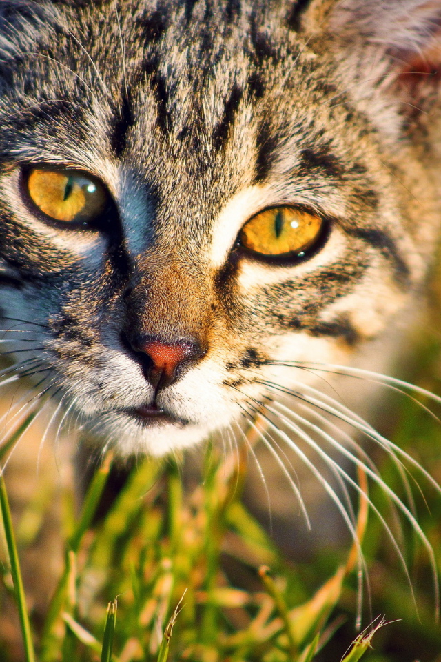 Кошка в траве