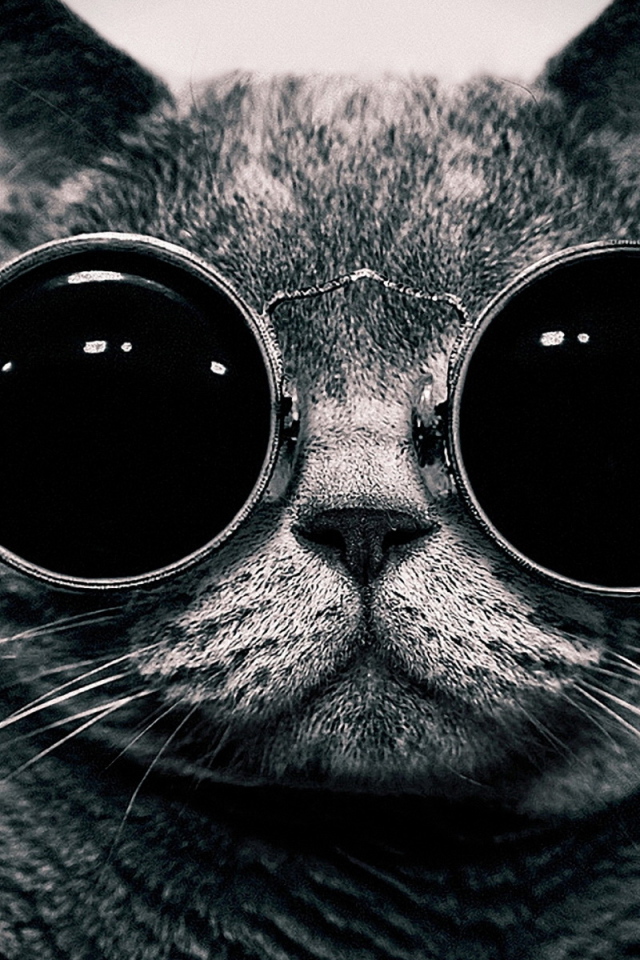 Кот в очках