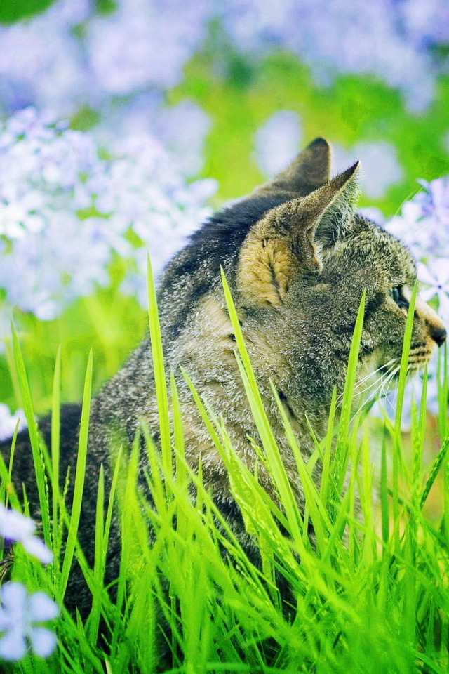 Кошка в траве