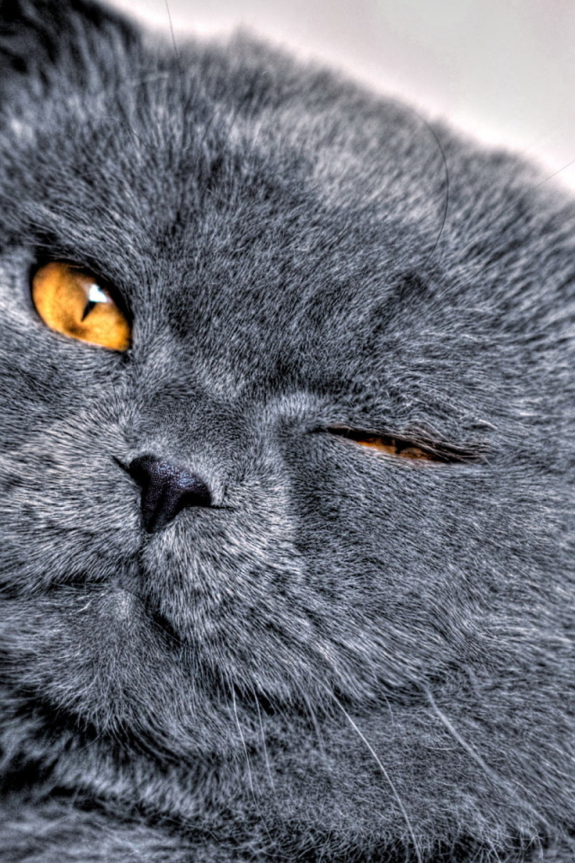 Кошачья мордашка