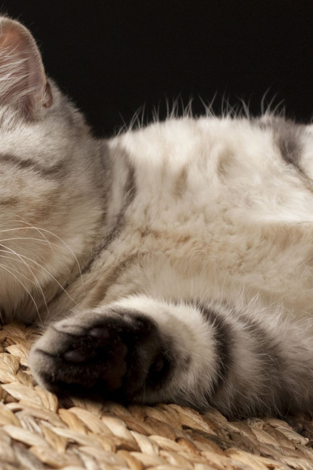 Кошка на корзине