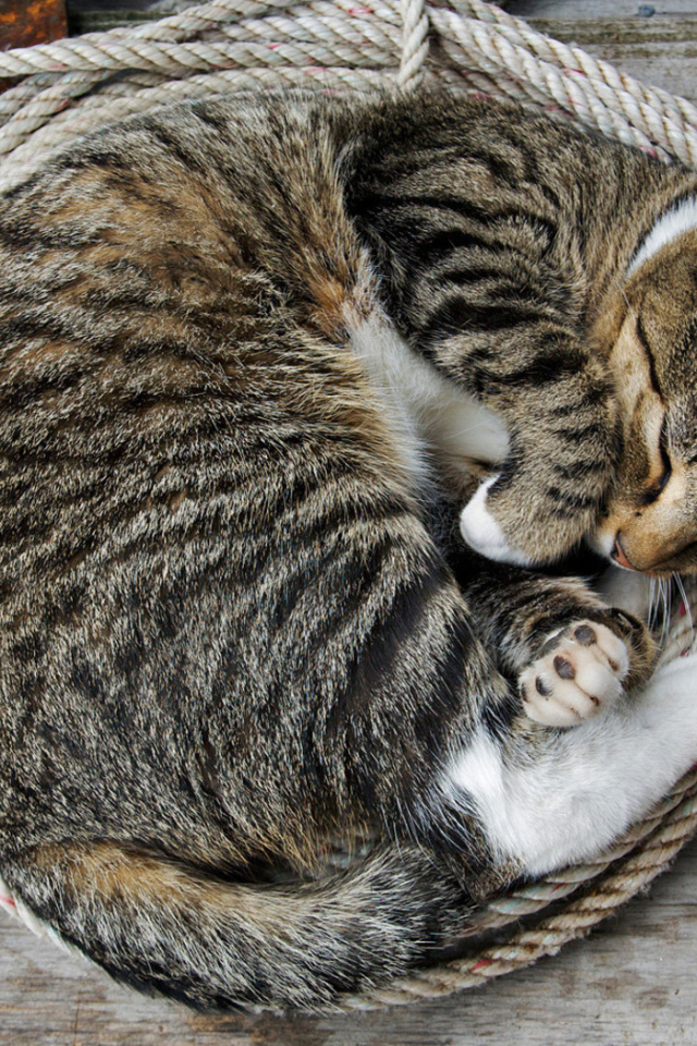 Кошка на веревке