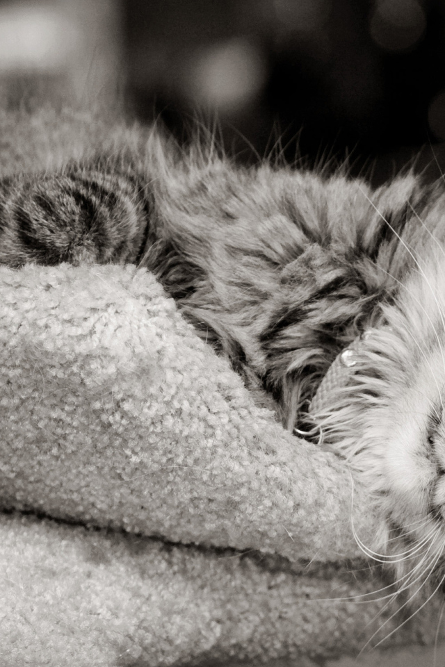 Кошка на шерстяной подушке