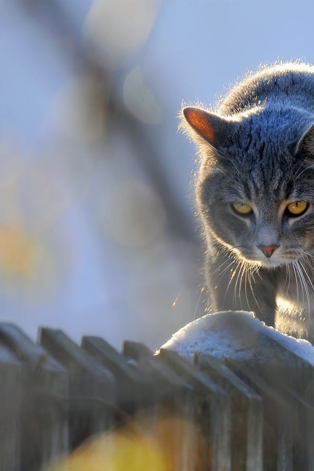 Кот на заборе