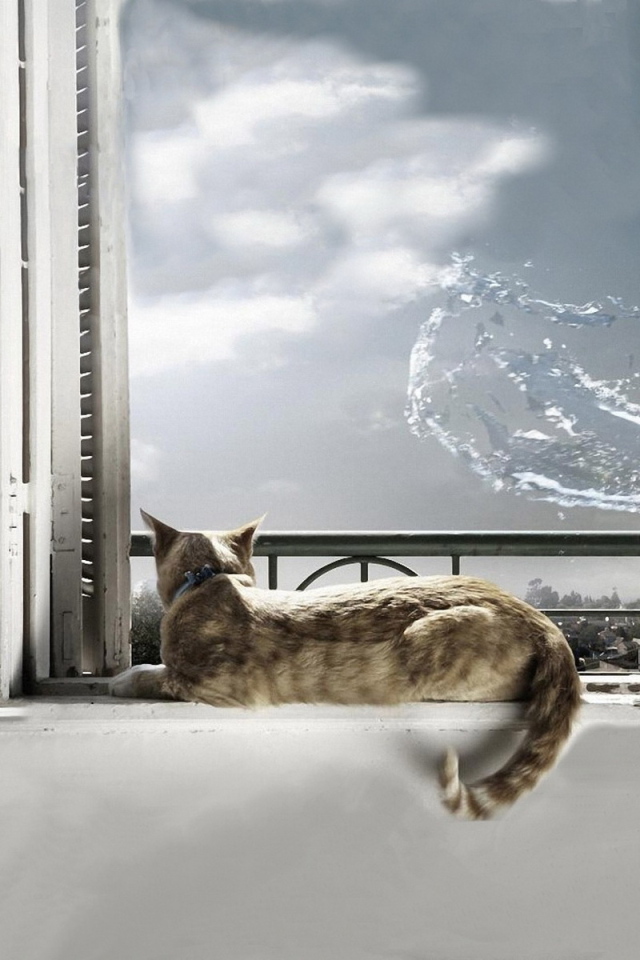 Кот на окне