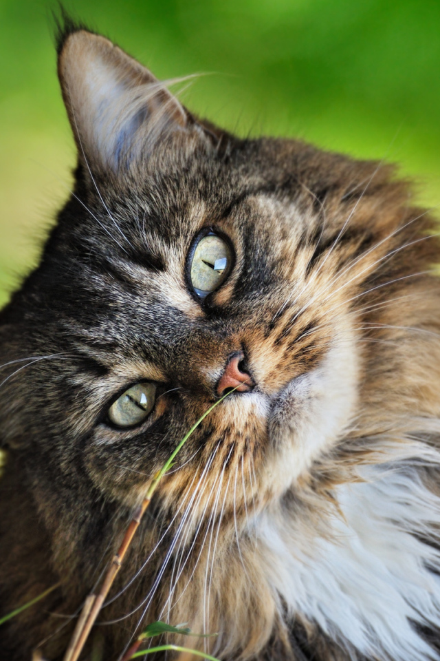 Кошачья мордашка