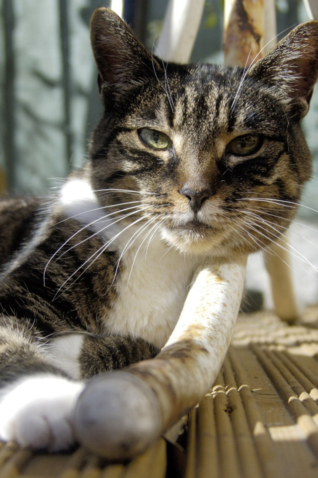 Кошка под столом