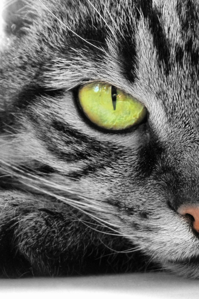 Кошка с зелеными глазами