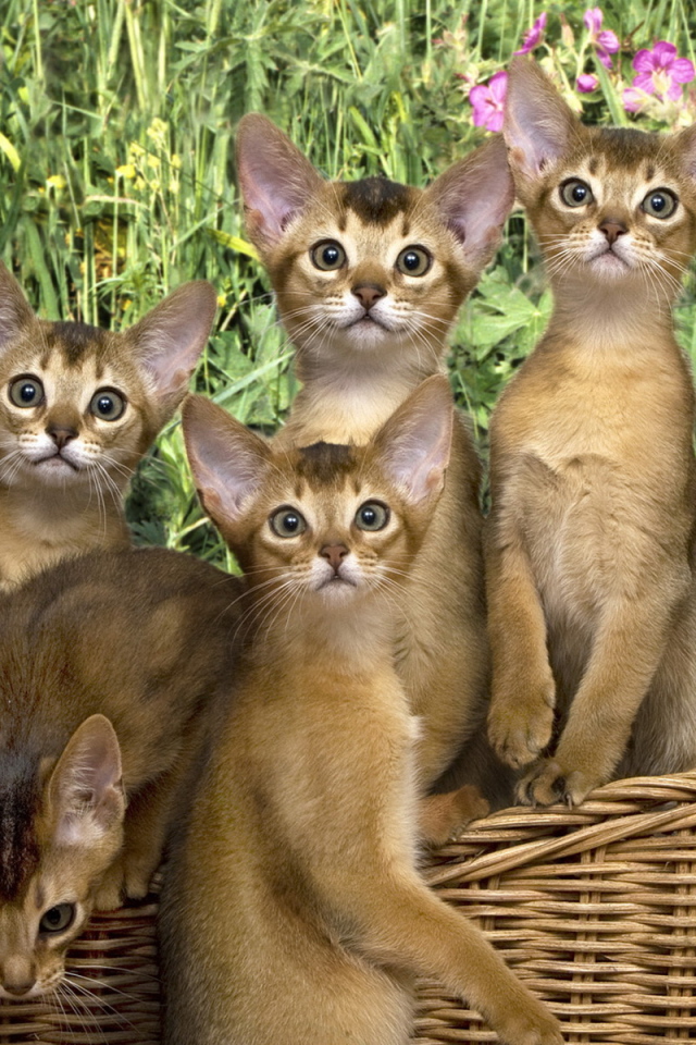 Кошки в корзинке