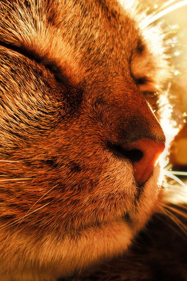 Довольная кошка