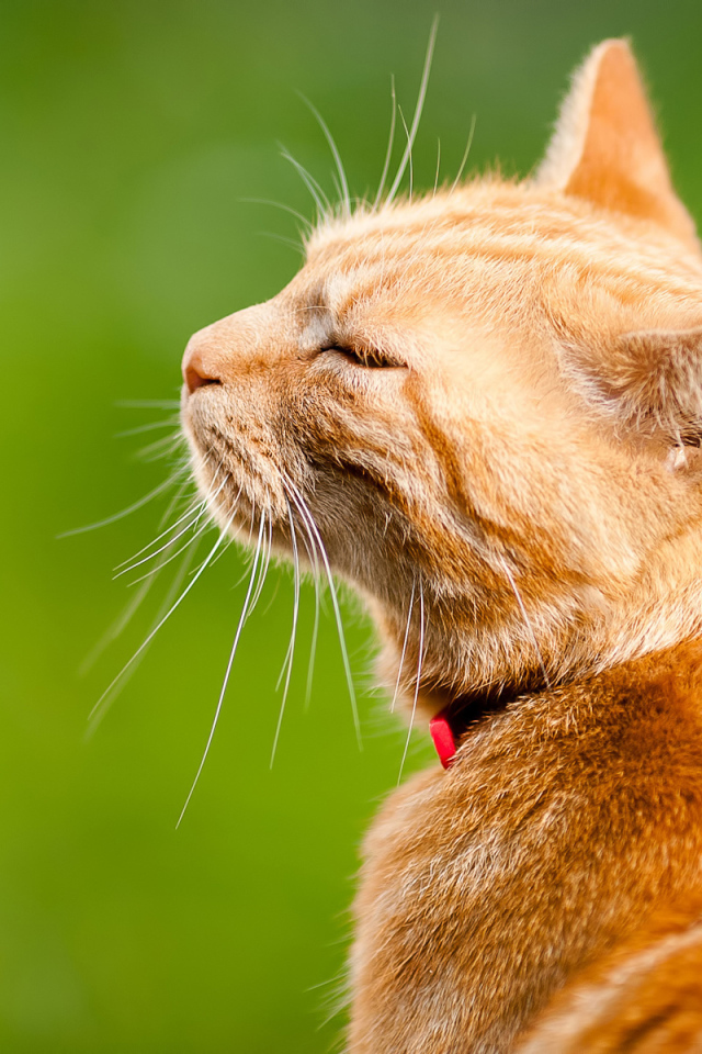 Довольный кот