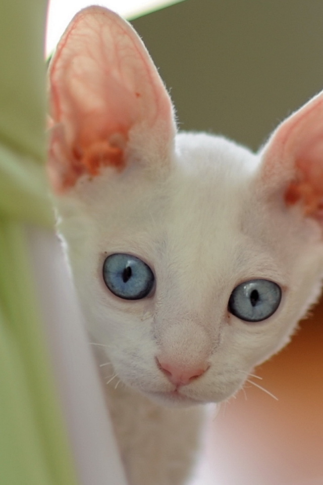 Ушастый котенок