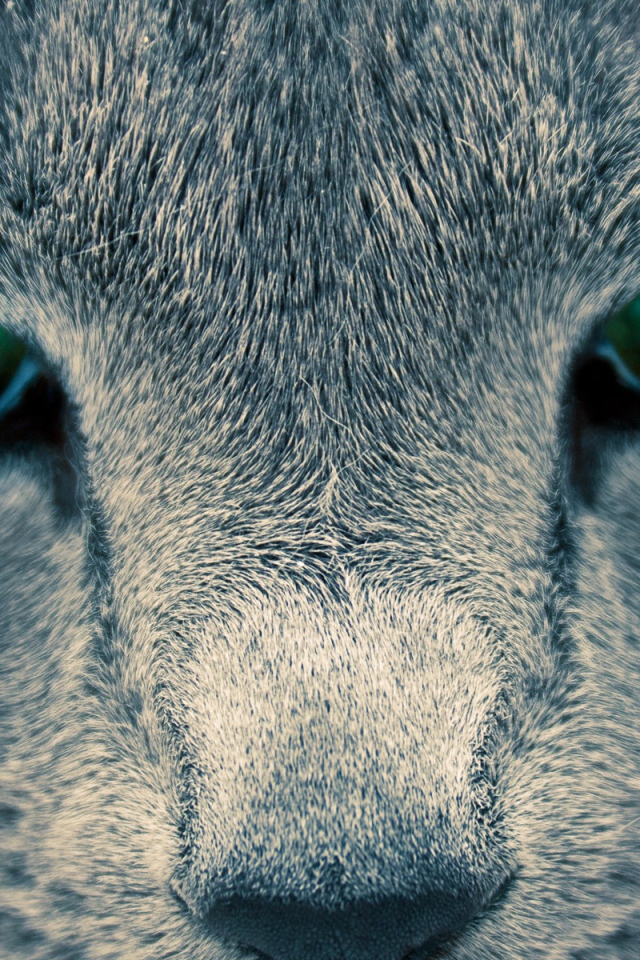 Глаза кошки