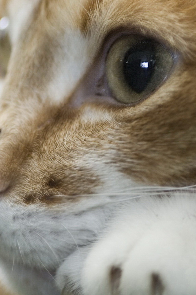 Рыжая кошка