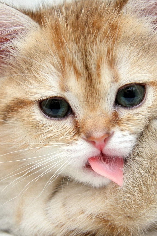 Рыжий котенок