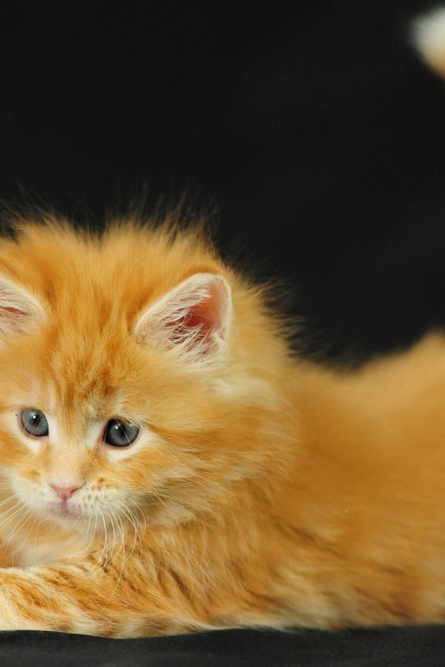 Рыжий котенок