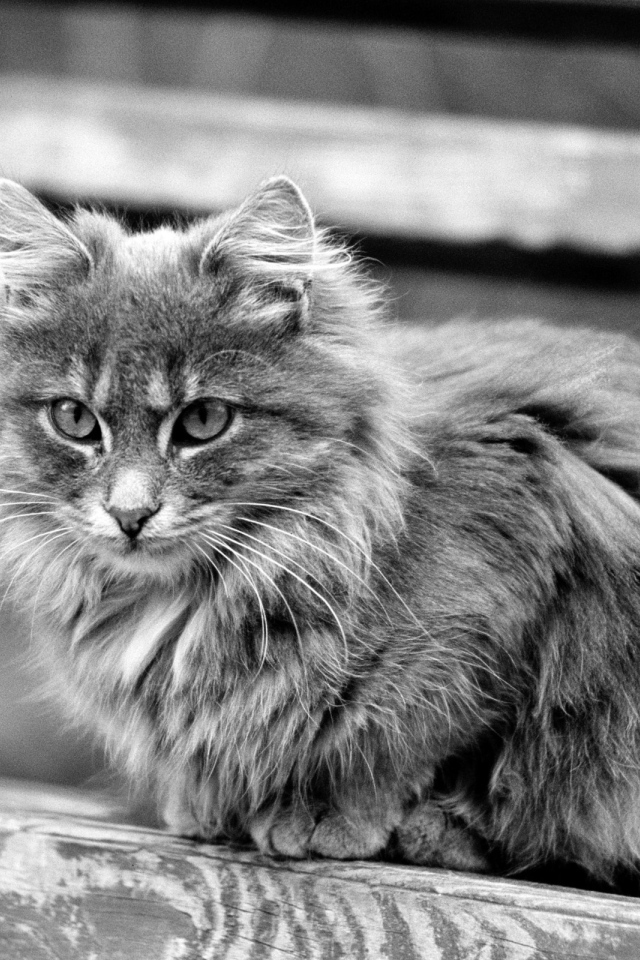 Серая кошечка