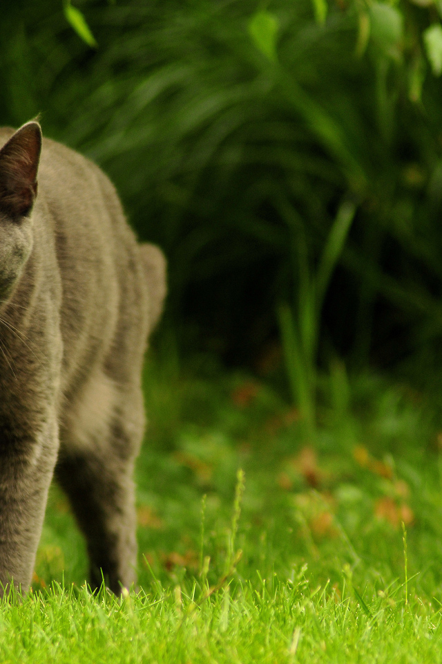 Зеленоглазый охотник