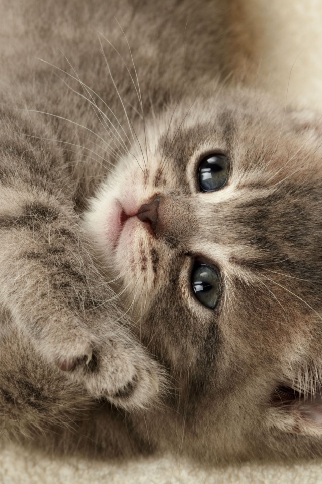 Серый котенок