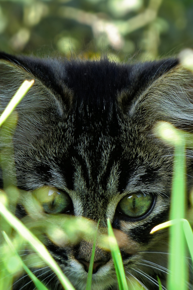 Вот это трава!