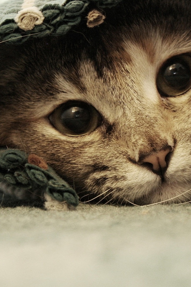 Спрятавшаяся кошка