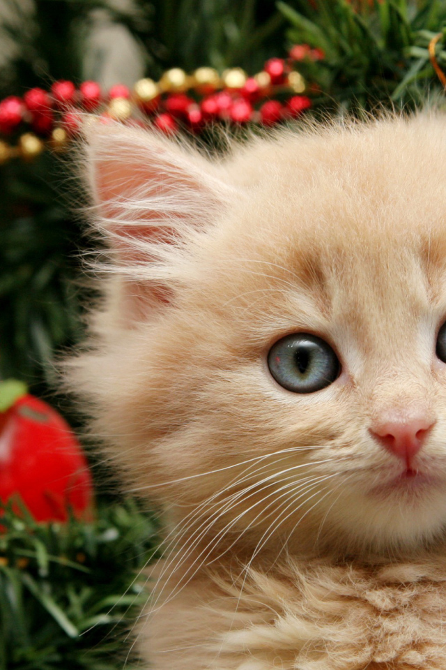 Котенок и елка