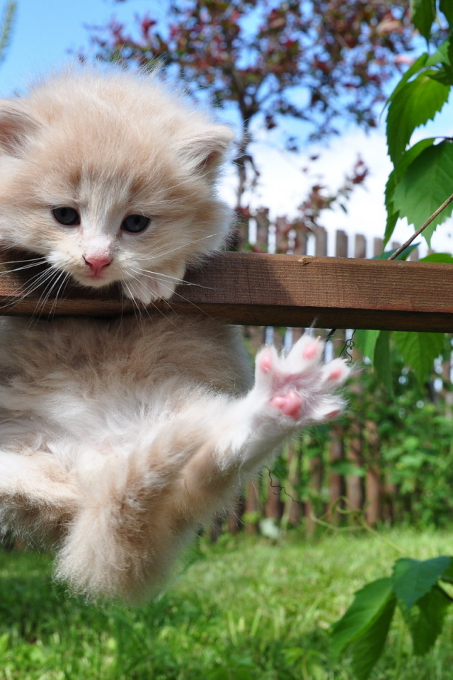 Котенок на заборе