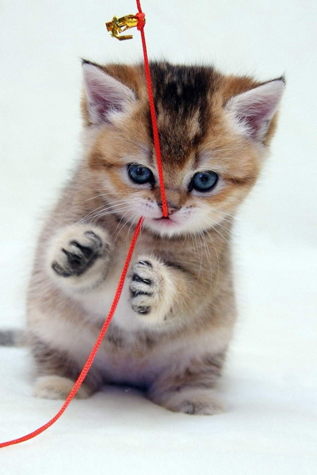 Играющий котенок