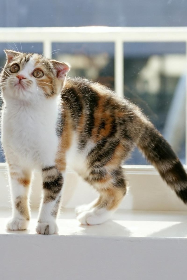 Котенок на окне