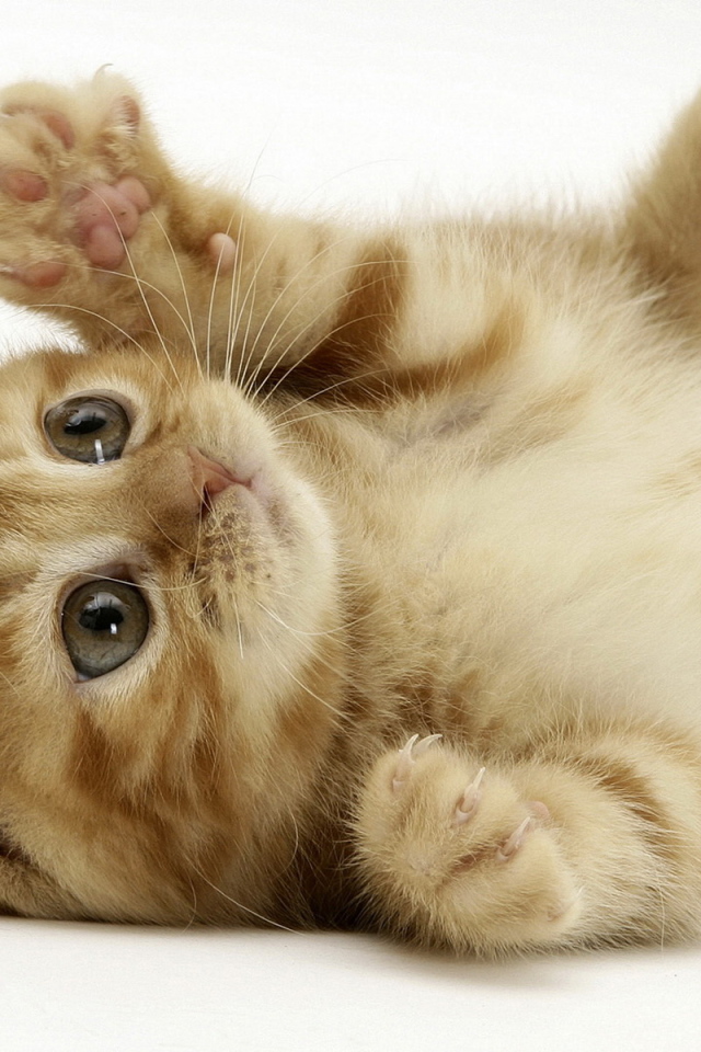 Маленький котенок