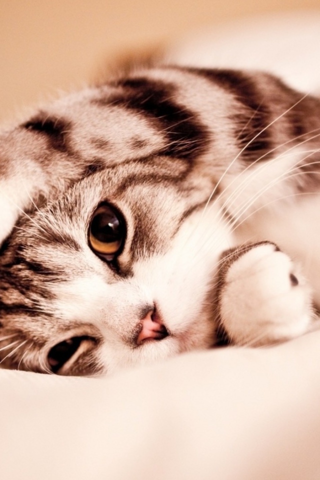 Маленький котенок