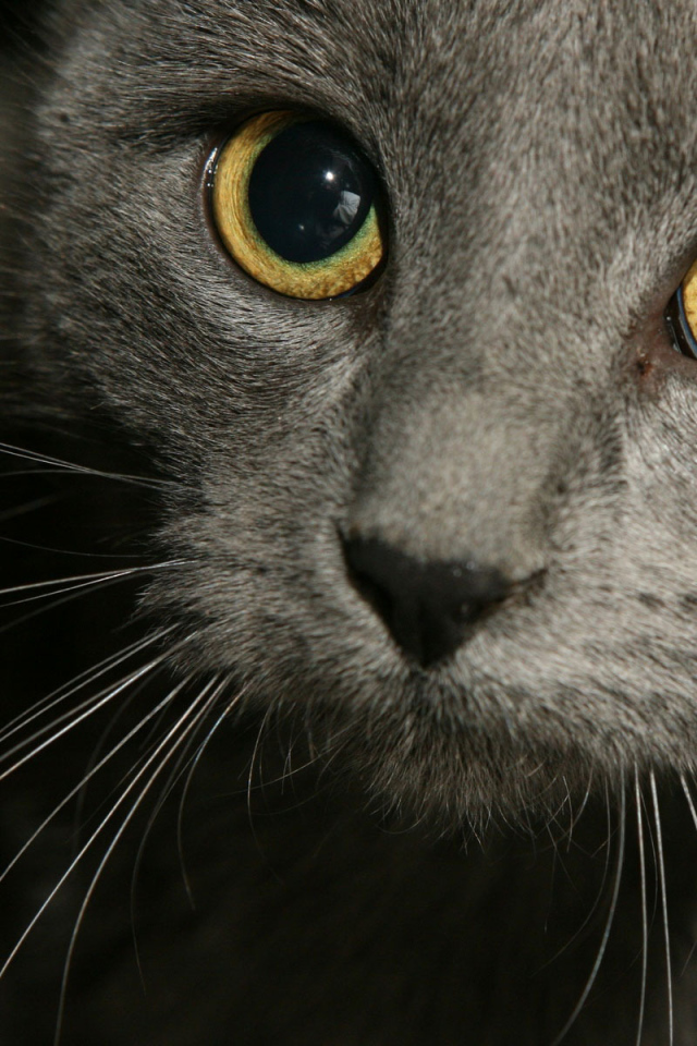 Усатая мордашка