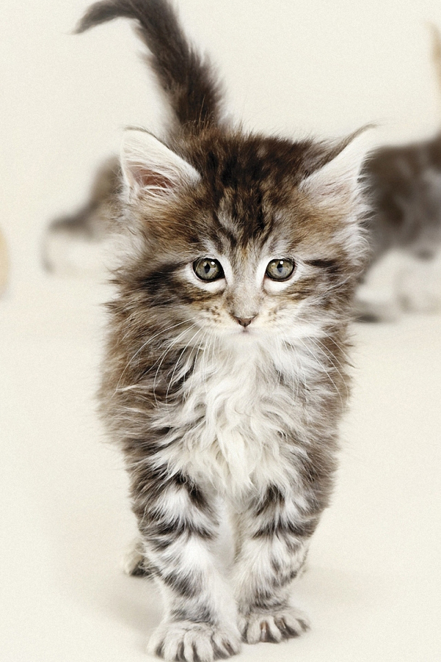 Красивый котенок