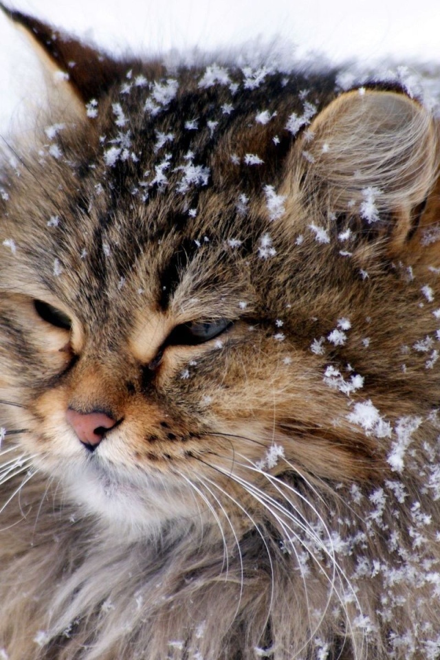 Упитанный кот