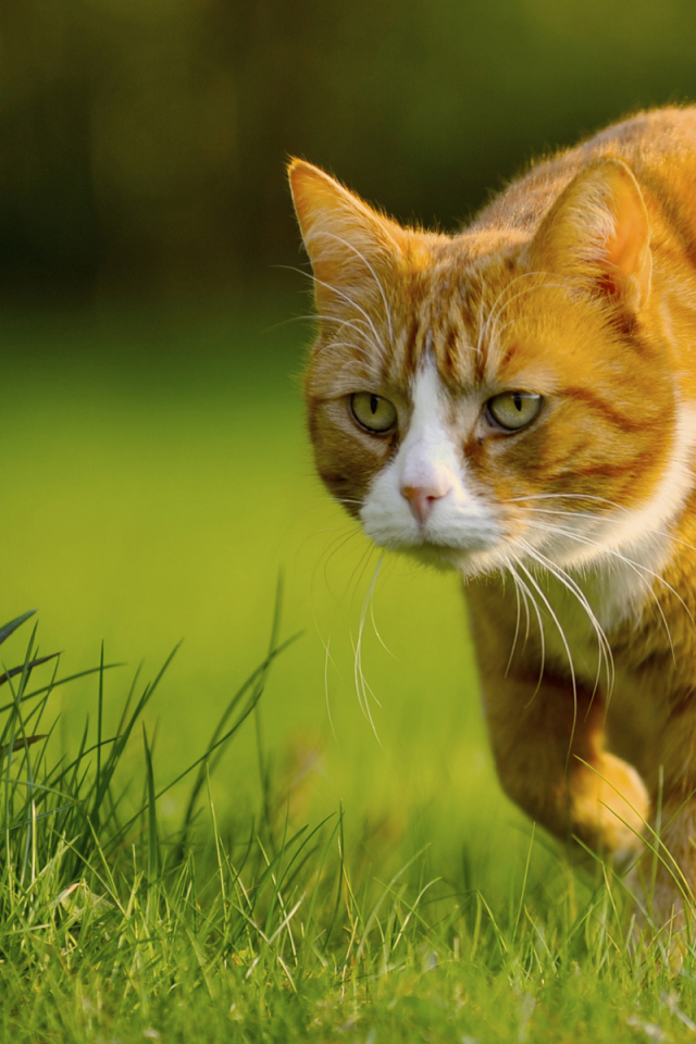 Крадущийся кот