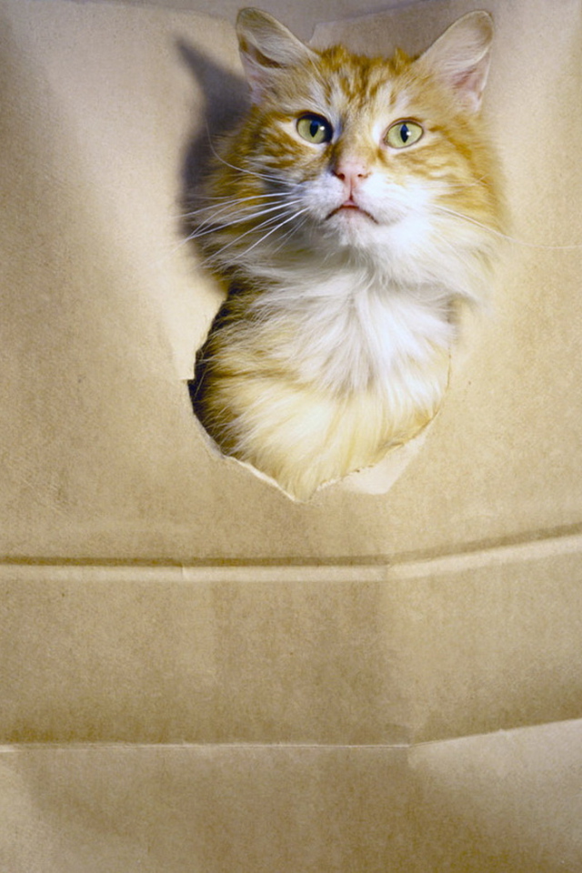 Рыжий кот в пакете