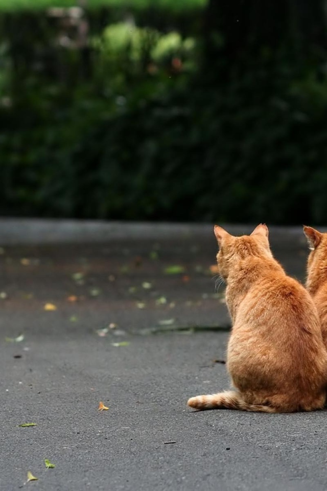 Рыжие братья